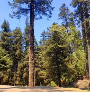 Lugares para hacer picnic en la Ciudad de México